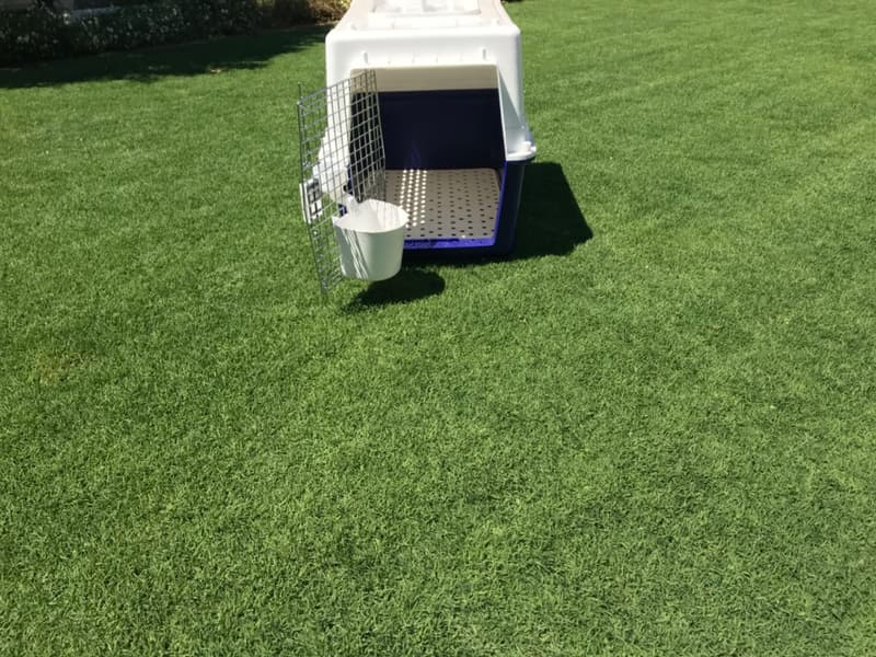 Pet carrier — Pet One identification pending product photo